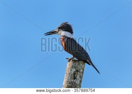 Ringed Kingfisher (megaceryle Torquata) Sitting On A Wooden Pole, Costa Rica