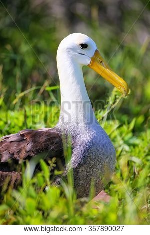 Waved Albatross (phoebastria Irrorata) On Espanola Island, Galapagos National Park, Ecuador. The Wav