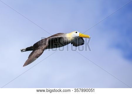 Waved Albatross (phoebastria Irrorata) In Flight On Espanola Island, Galapagos National Park, Ecuado