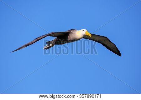 Waved Albatross (phoebastria Irrorata) In Flight On Espanola Island, Galapagos National Park, Ecuado