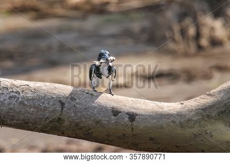 Female Amazon Kingfisher (chloroceryle Amazona) With A Fish Perched On A Tree, Costa Rica