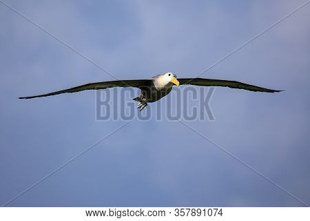 Waved Albatross (phoebastria Irrorata) In Flight On Espanola Island, Galapagos National Park, Ecuado