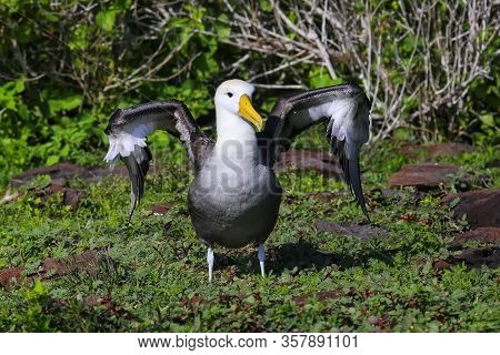 Waved Albatross Spreading Its Wings, Espanola Island, Galapagos National Park, Ecuador. The Waved Al