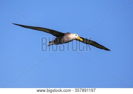Waved Albatross (phoebastria Irrorata) In Flight On Espanola Island, Galapagos National Park, Ecuado