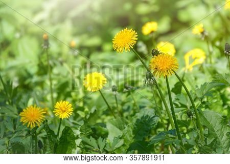 Field Of Yellow Dandelions. Summer Field Of Dandelions. Taraxacum Officinale, The Common Dandelion