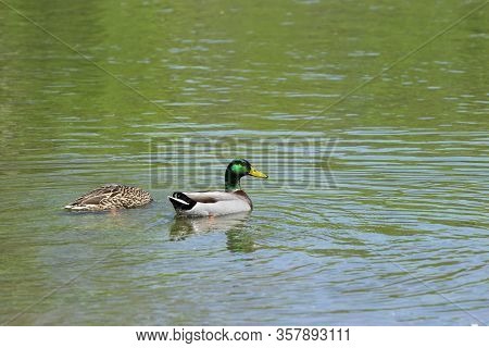 A Female Mallard Duck With Her Head Submerged As She Feeds While A Male With Beautiful, Iridescent G