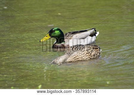 Closeup Of A Female Mallard Duck With Her Head Submerged As She Feeds While A Male With Beautiful, I