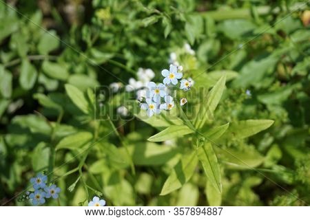 True Forget-me-nots (myosotis Scorpioides) Bloom In The Fourth Street Swamp Of Harbor Springs, Michi