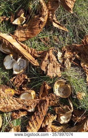 Beautiful Natural Chestnut Foliage That Changed Color In The Autumn Season, Close-up Of Chestnut Tre