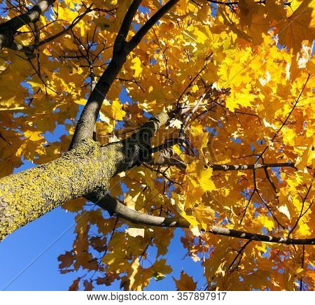 European Autumn In A City Park With Trees Changing Color, Specific And Special Seasons