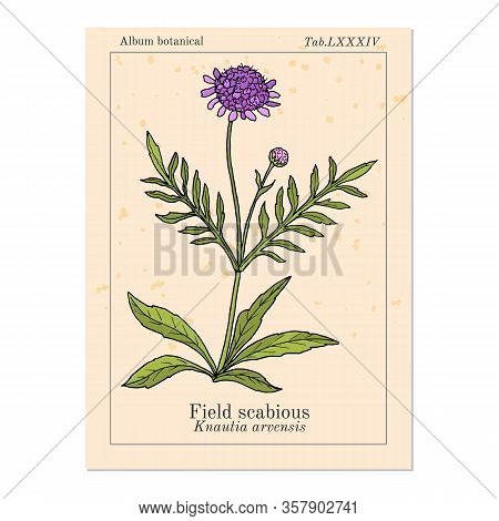 Field Scabious Knautia Arvensis , Medicinal Plant. Hand Drawn Botanical Vector Illustration