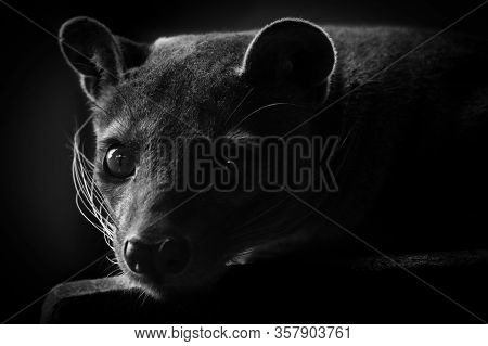 Fossa (cryptoprocta Ferox) In Black And White Background.