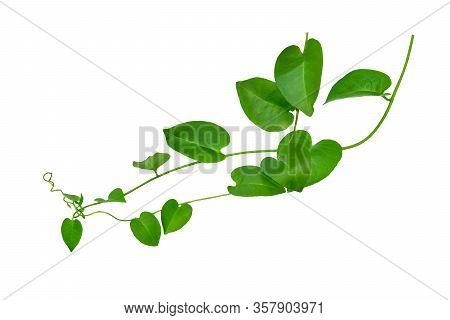 Heart Shaped Green Leaves Twisted Binahong Plant For Herbal Medicine Isolated On White Background Wi