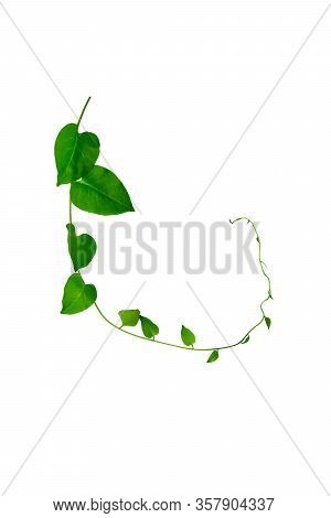 Heart Shaped Green Leaves Twisted Binahong Plant For Herbal Medicine Isolated On White Background Wi