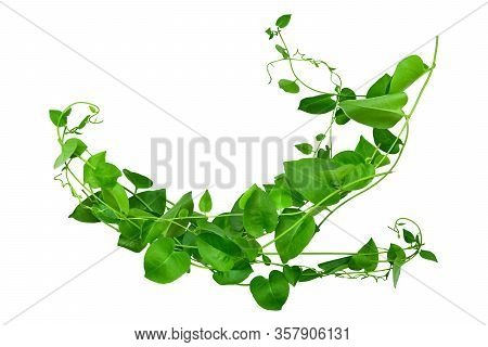 Heart Shaped Green Leaves Twisted Binahong Plant For Herbal Medicine Isolated On White Background Wi