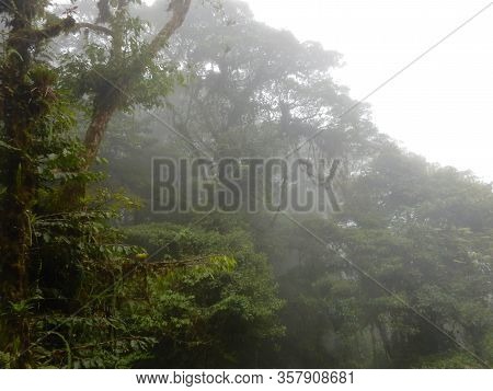 Canopy Of A Cloud Forest In Monteverde, Costa Rica