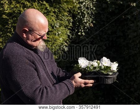 Elderly Bald Man Stands In The Garden With White Violins In Flower Pots In His Hands. Large-flowered