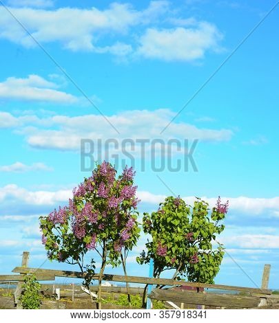 Flowering Bush Lilac With Cloudy Sky Background, Rural Scene