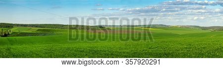 Panoramic View Of Green Field Full Of Wheat, Colorful Slopes At Spring Time