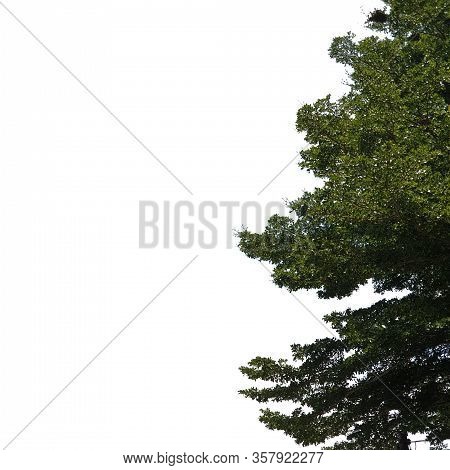 Green Leaf Tree Isolated On White Background In Rightside Of The Picture