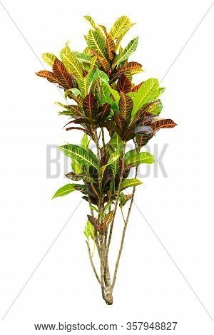 Codiaeum Variegatum (garden Croton Or Variegated Croton) Foliage With Flowers, Croton Leaves On Bran
