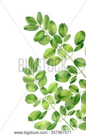 Moringa Leaves. Tropical Tree Foliage. Botanical Art. Watercolour Illustration Isolated On White Bac