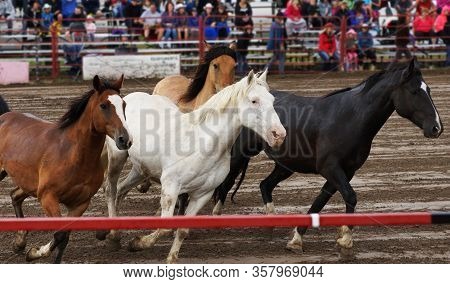 Horse Stampede At A Rodeo Or Fair