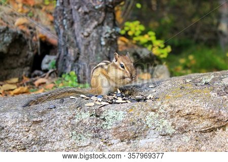 The Siberian Chipmunk (latin Tamias Sibiricus) Is A Small Striped Rodent Of The Sciuridae Family.