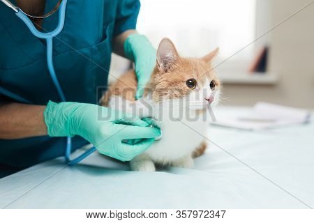 Close-up Of Female Vet In Protective Gloves Examining The Pet With Stethoscope In Vet Clinic