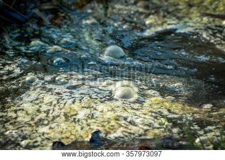 Golden Bubbles Of Sludge Gas On The Watersurface Of A Swamp