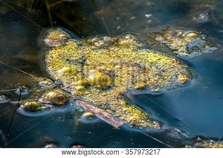 Golden Bubbles Of Sludge Gas On The Watersurface Of A Swamp