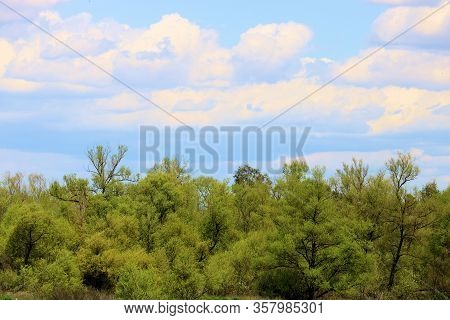 Cumulus Clouds Above The Vast Rural North American Deciduous Forest Which Covers The Midwest, East, 