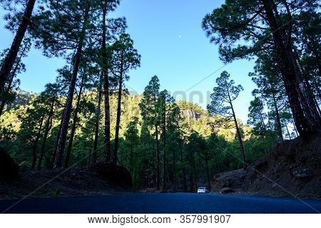 Scenic View On Caldera De Taburiente With Green Pine Forest, Ravines And Rocky Mountains Near Viewpo
