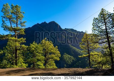 Scenic View On Caldera De Taburiente With Green Pine Forest, Ravines And Rocky Mountains Near Viewpo