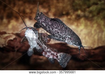 Hoplo Catfish (hoplosternum Thoracatum) Swimming In Freshwater Aquarium