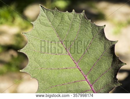 Leaf Of The Lulo Fruit Plant - Solanum Quitoense