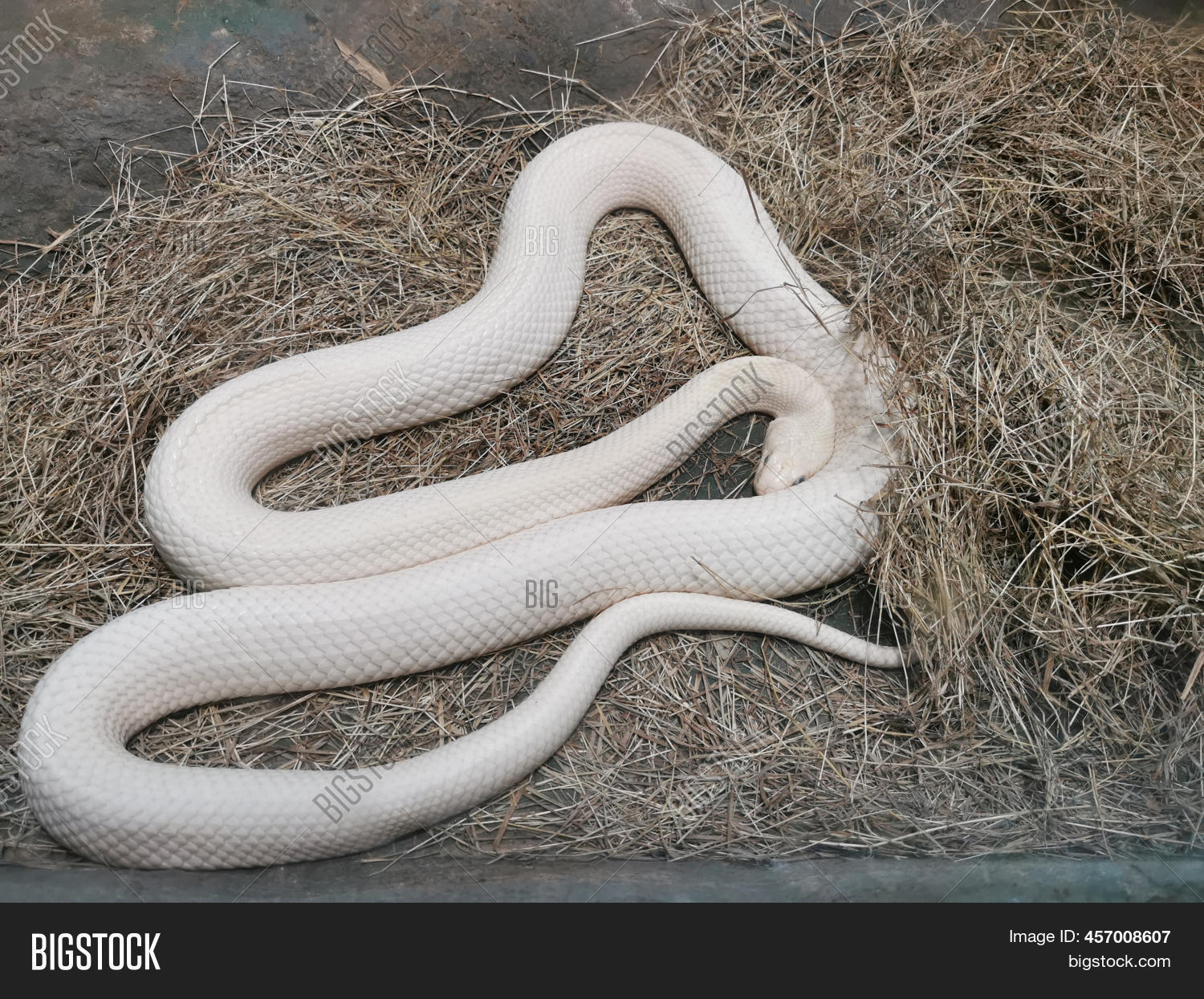 White Snake On Image & Photo (Free Trial) Bigstock
