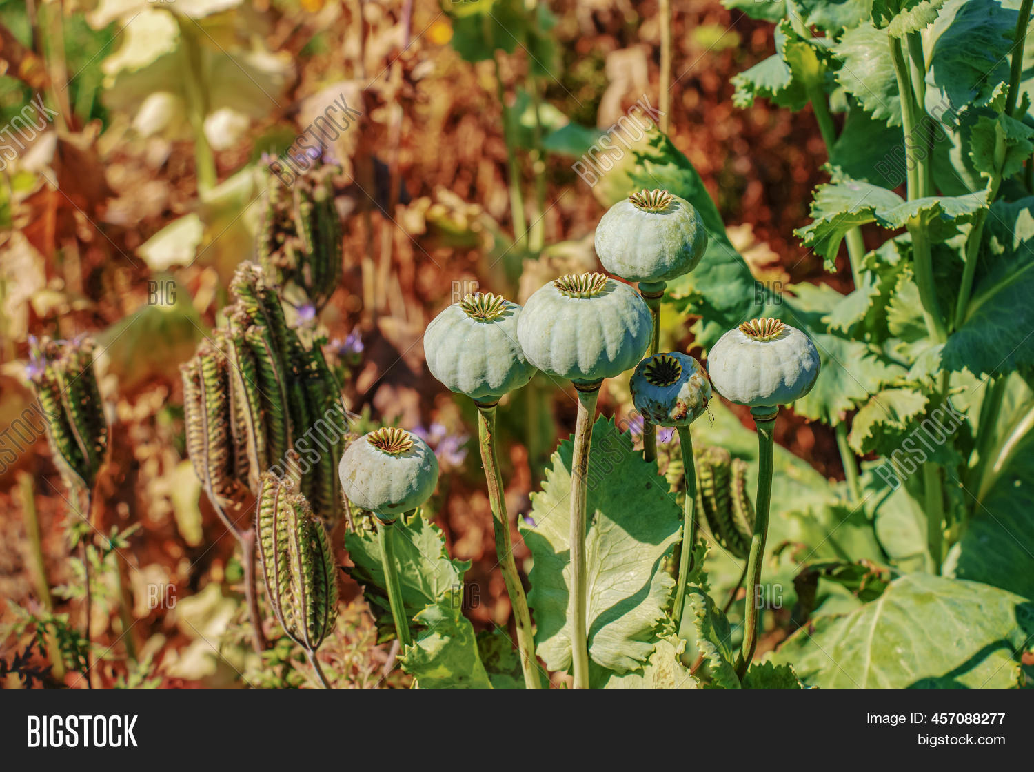 Achene Seeds Maturing Image & Photo (Free Trial) | Bigstock
