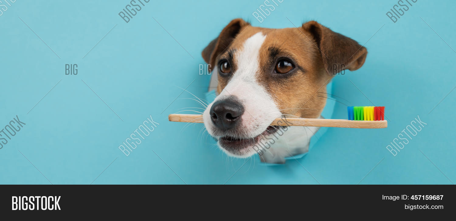 Muzzle Jack Russell Image & Photo (Free Trial) Bigstock