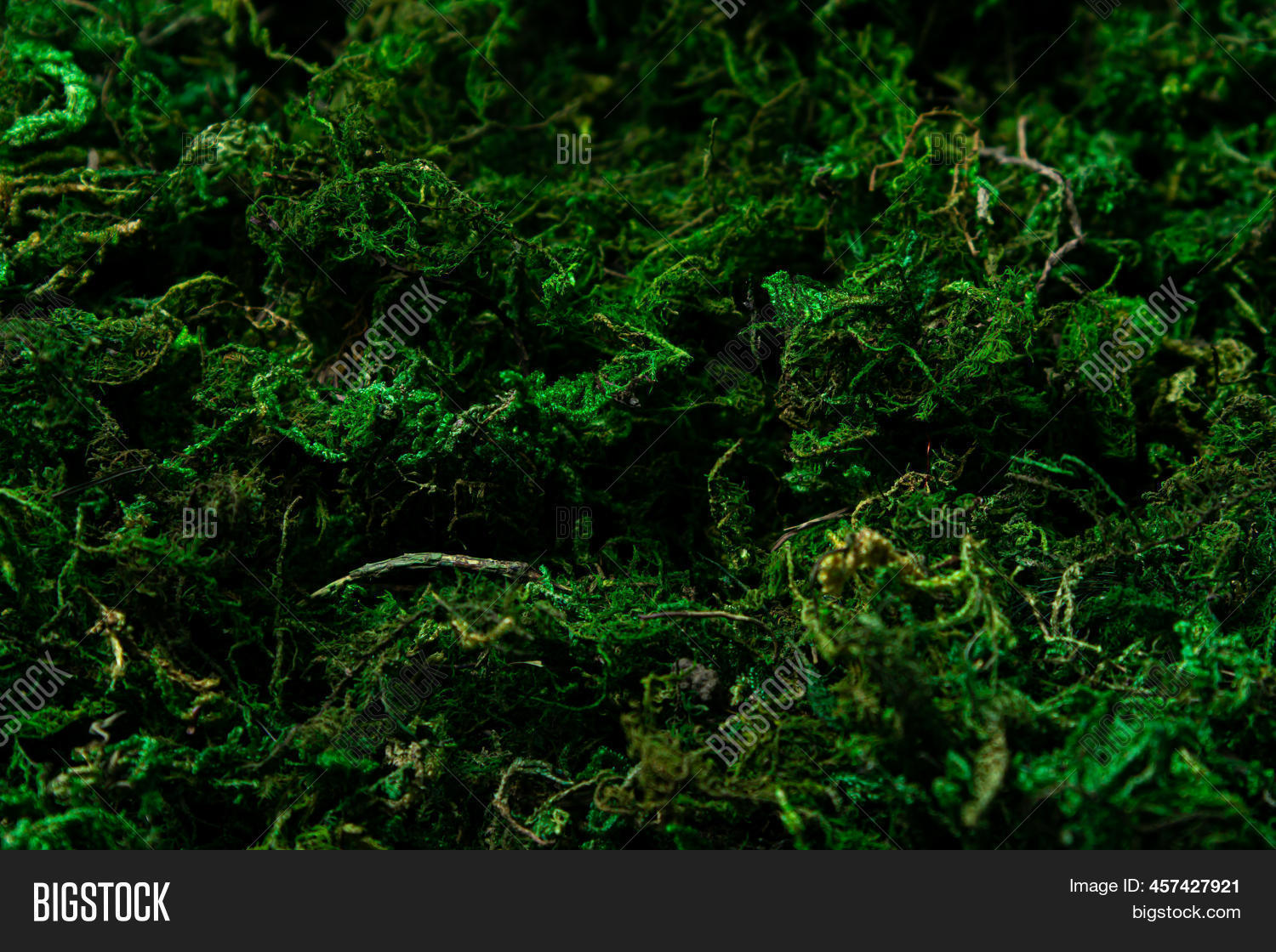 Moss Full Screen. Image & Photo (Free Trial) Bigstock