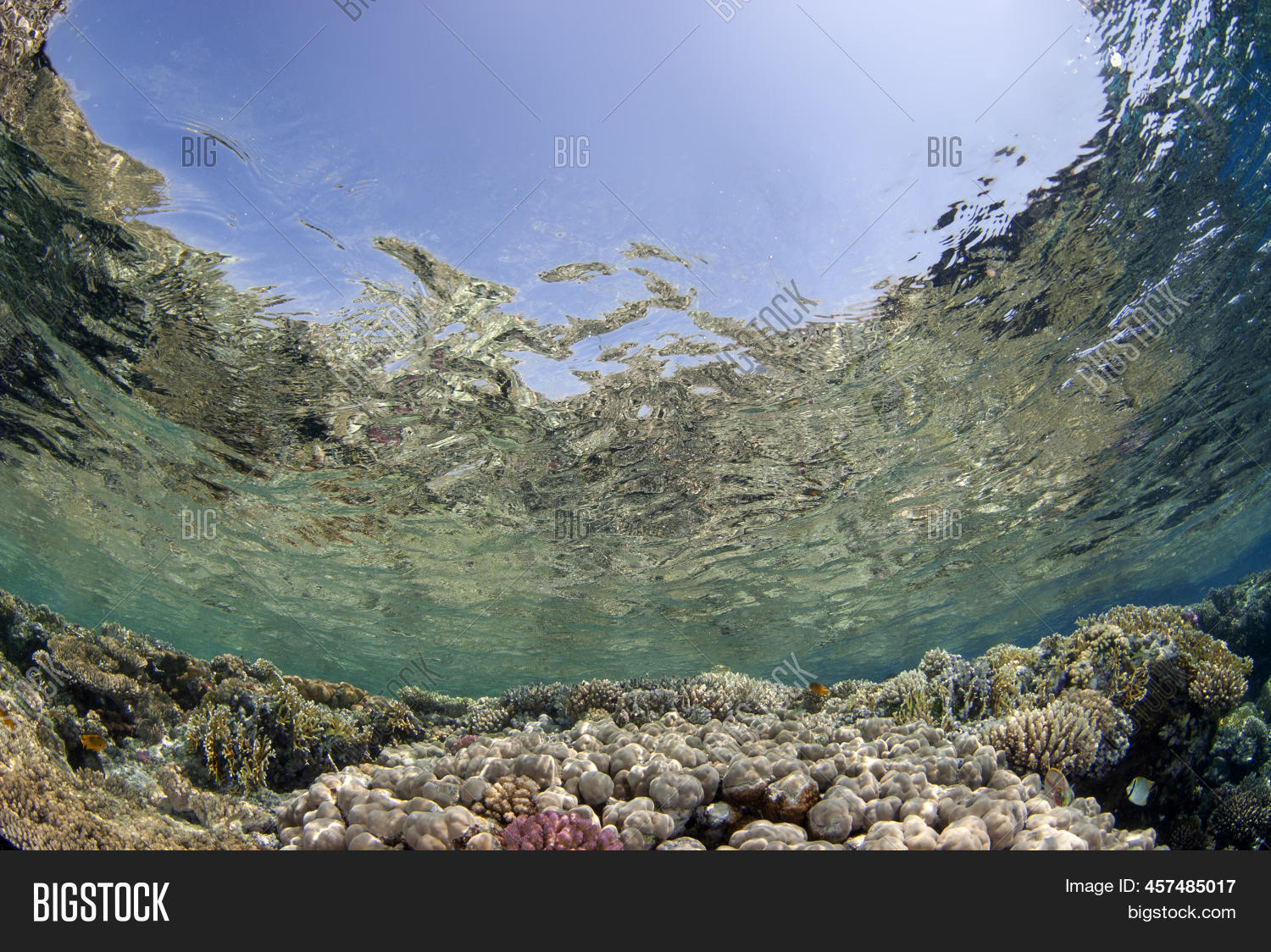 Cute Background Coral Image & Photo (Free Trial) Bigstock