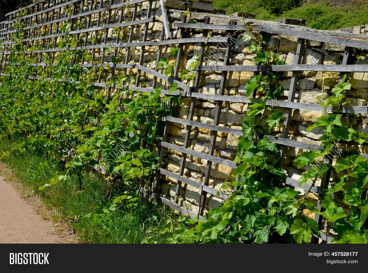 Wooden Wine Trellises Image & Photo (Free Trial) Bigstock