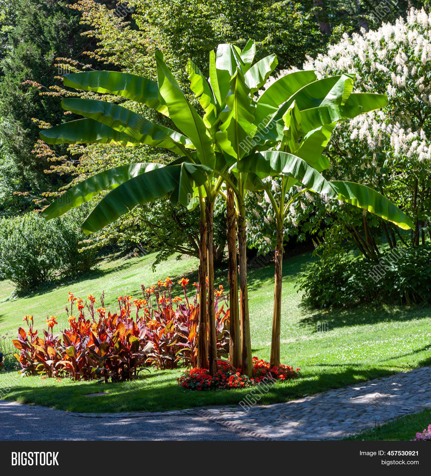 Japanese Banana Tree Image & Photo (Free Trial) Bigstock