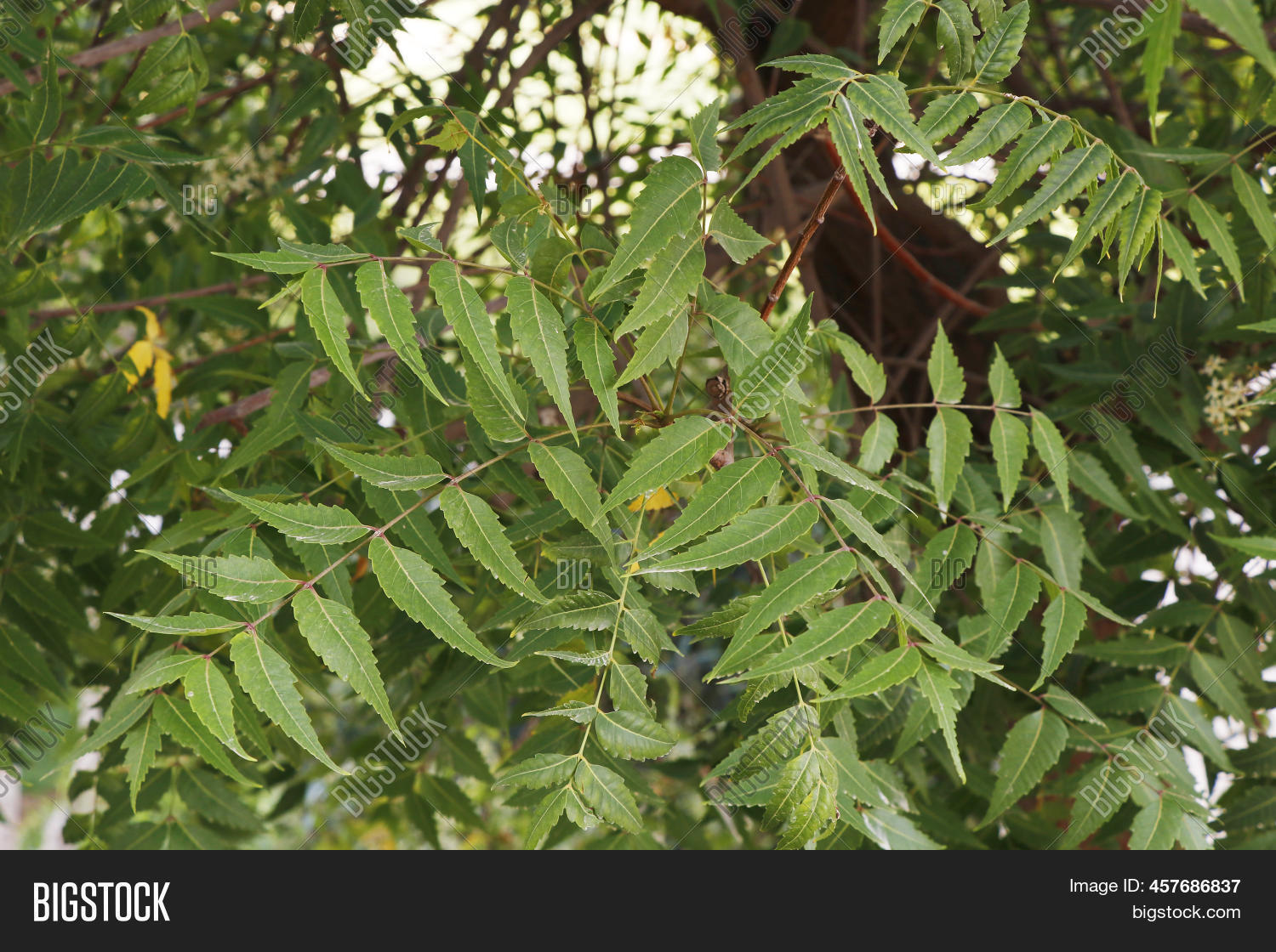 Neem Natural Herb That Image & Photo (Free Trial) Bigstock