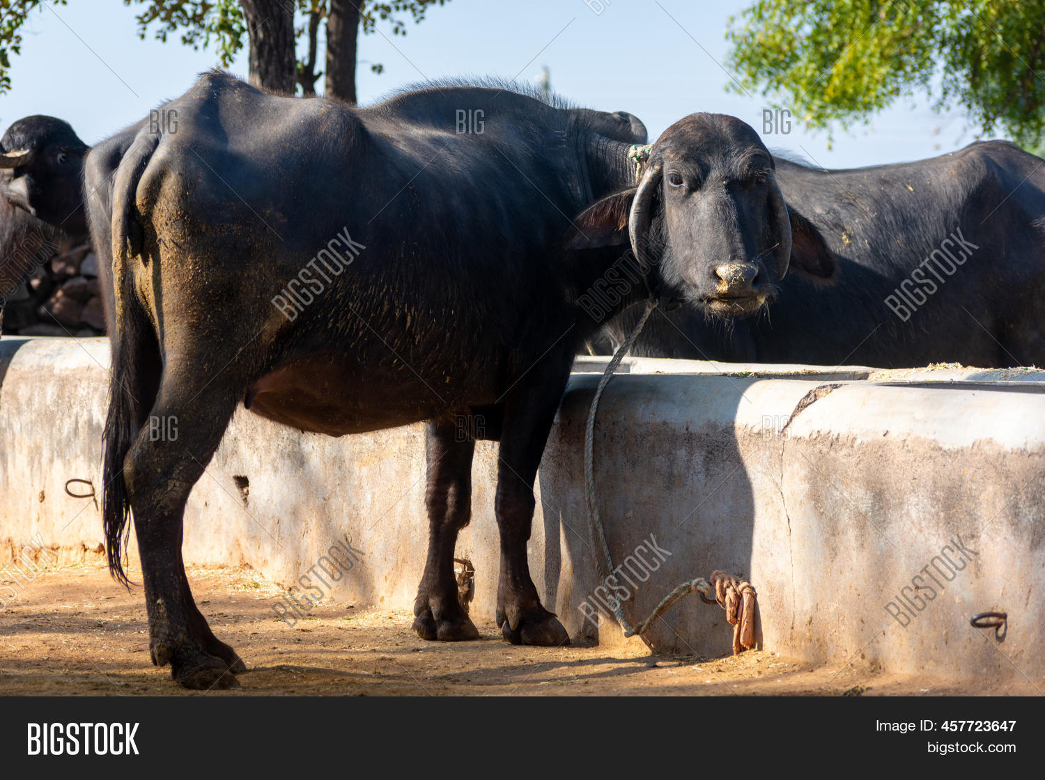Domestic Water Buffalo Image & Photo (Free Trial) Bigstock