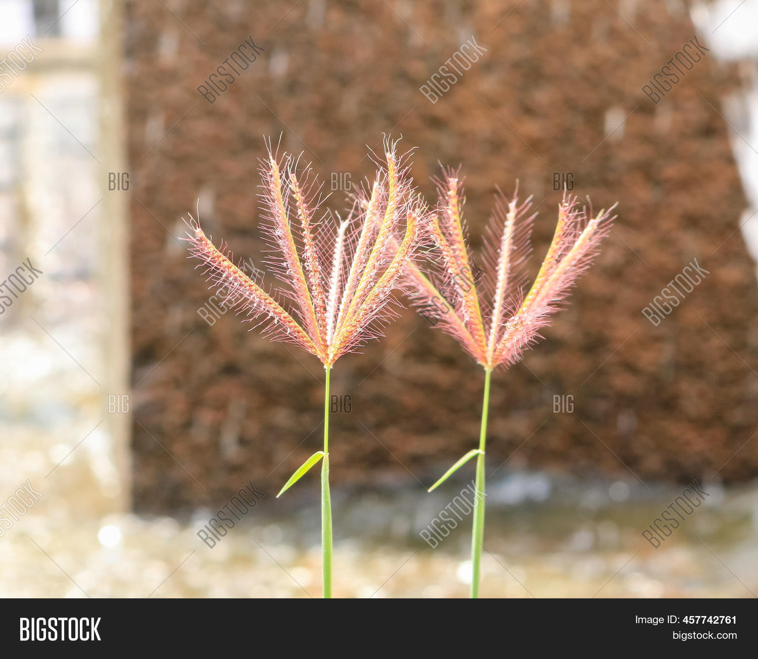 Two Grass Flowers Image & Photo (Free Trial) Bigstock