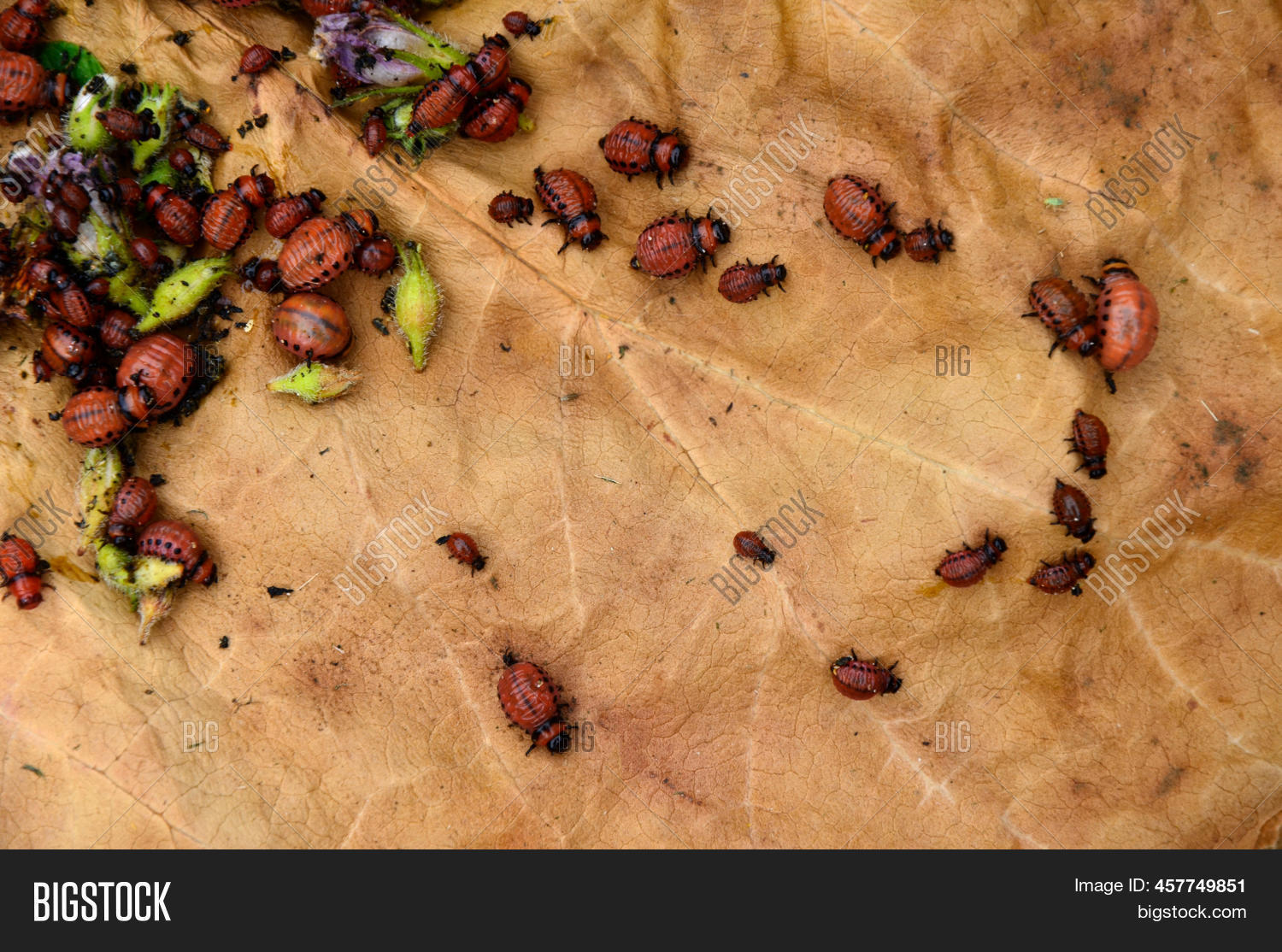 Potato Beetle Larva . Image & Photo (Free Trial) Bigstock