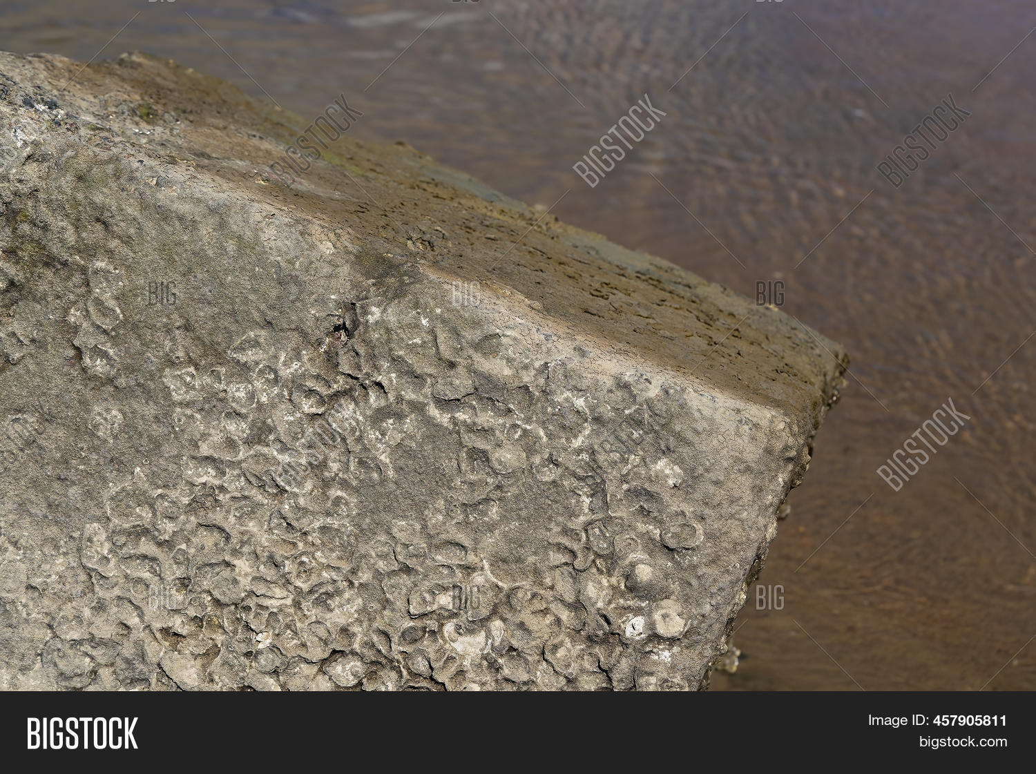 Oyster Rock Left Image & Photo (Free Trial) Bigstock