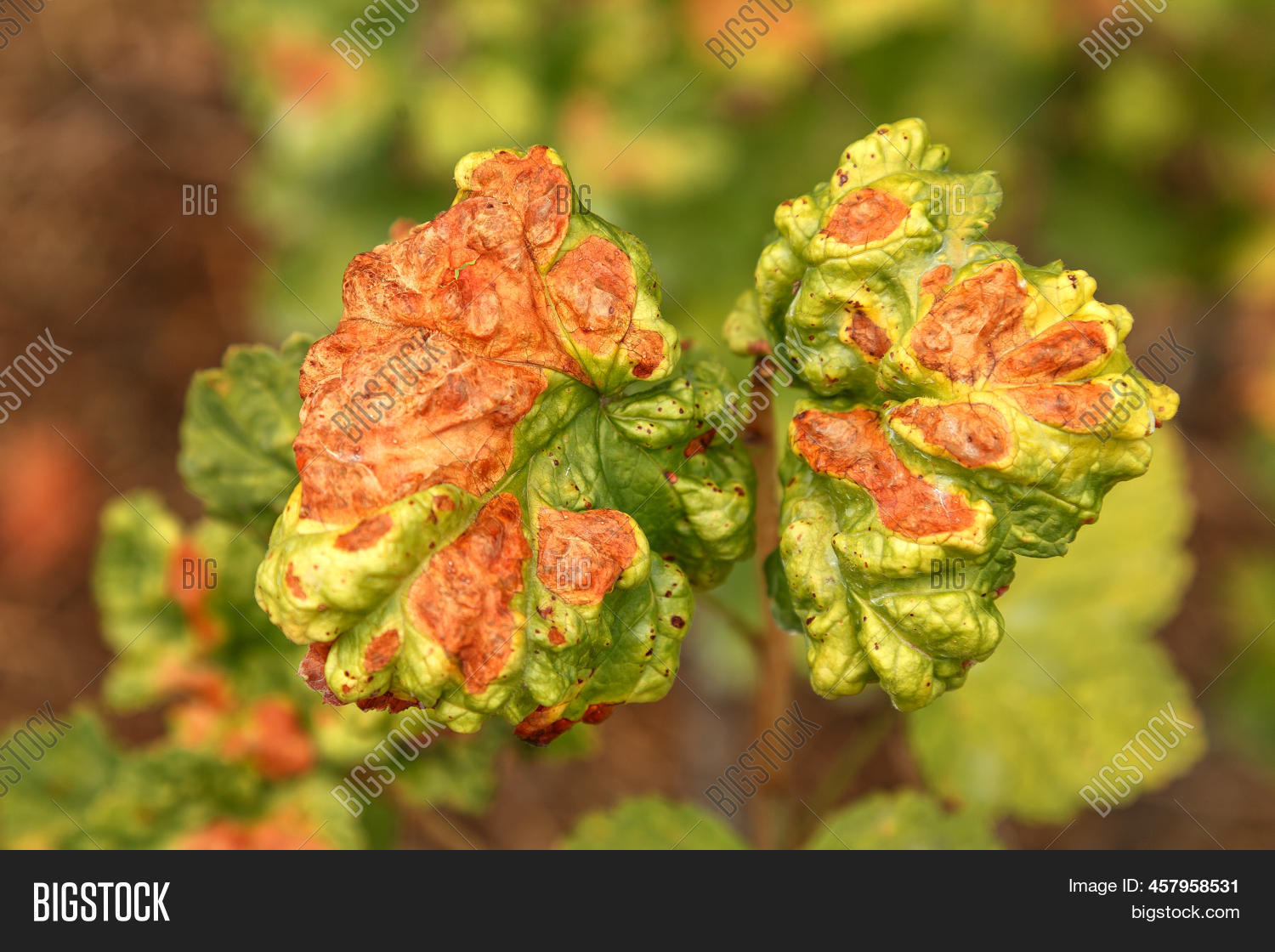 Currant Disease Which Image & Photo (Free Trial) Bigstock