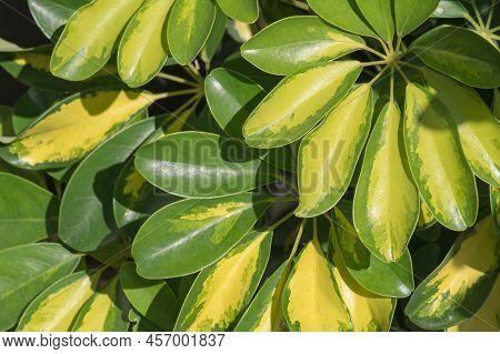 Leaves Of The Schefflera Variegated Plant Seen With Sunlight Outdoors In Summer